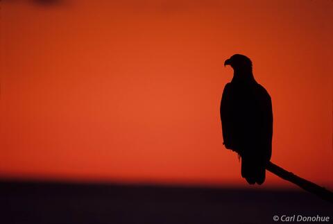 Photo of bald eagle silhouette