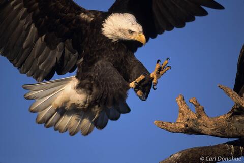 Photo of bald eagle landing Homer Alaska