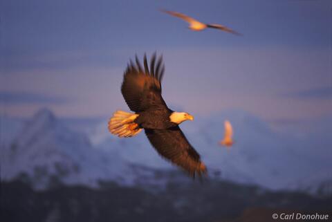 Photo of bald eagle flying against mountains