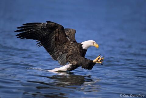 Photo of bald eagle fishing in Alaska