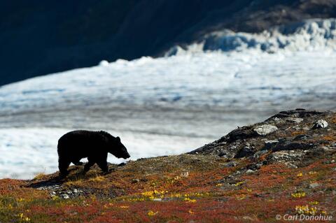  Black bear, foraging, Kenai Peninsula, Alaska