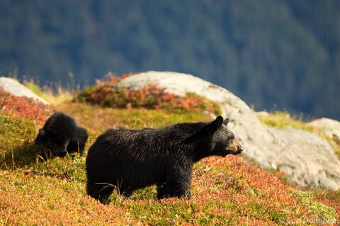  Black bear  cub and mother foraging Kenai Peninsula