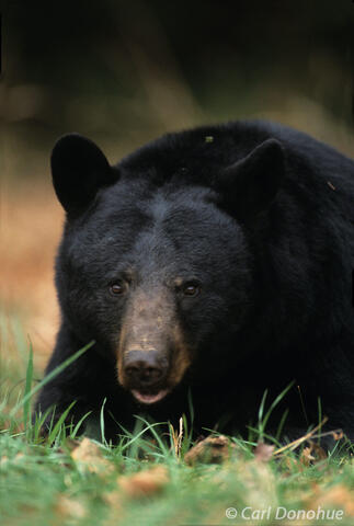 Adult Black bear Cades Cove, Great Smoky Mountains National Park, Tennessee