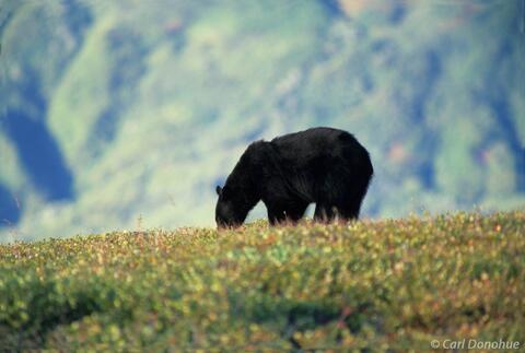 Black bear feeding on alpine berries, Chugach Mountain Range, Wrangell - St Elias