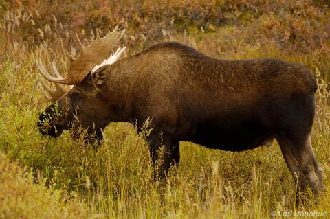 Bull Moose and fall color Denali National Park and Preserve