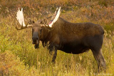 Bull Moose photo Denali National Park and Preserve