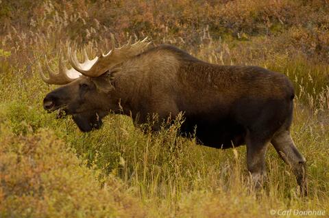 Bull Moose browsing willow Denali National Park and Preserve