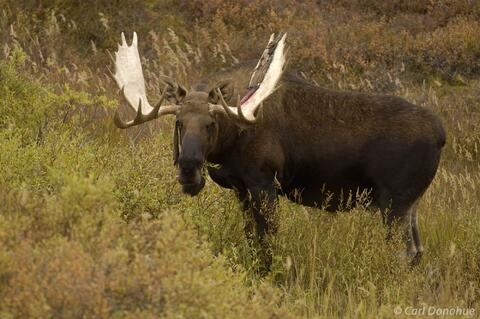 Bull Moose and willow, Denali National Park Alaska
