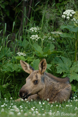 Moose calf in grass Anchorage Alaska