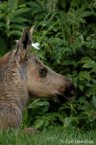 Moose calf Anchorage Alaska