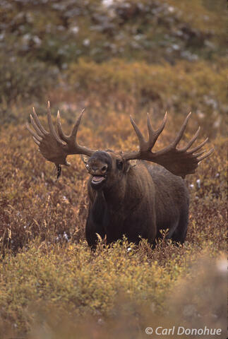 Bull Moose flehmen photo