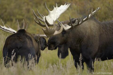 Bull Moose square off Denali National Park Alaska