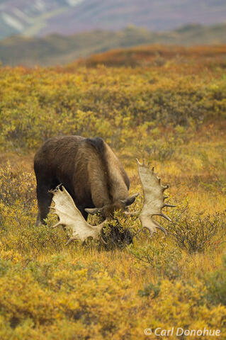 Bull Moose rubbing antlers, Denali National Park