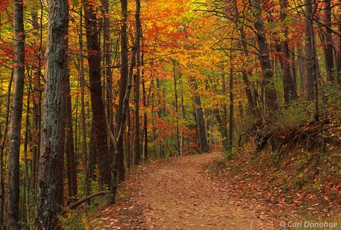 Fall colo r, Beech Bottom Trail, Cohutta Wilderness, Georgia.