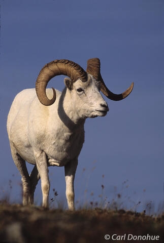 Dall Sheep Ram, Denali National Park, Alaska