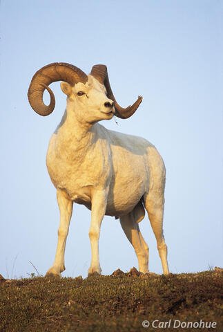 Dall Sheep Ram photo Denali National Park, Alaska