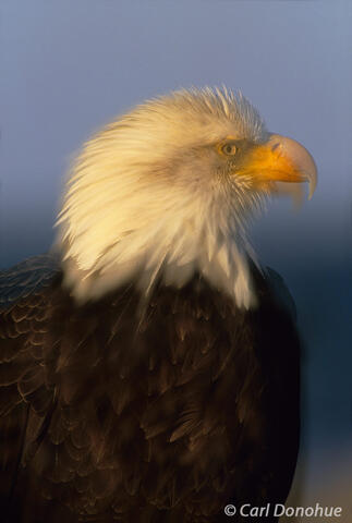 Double exposure, bald eagle portrait, Alaska