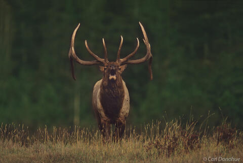 Bull elk bugling, Jasper National Park, Alberta, Canada.