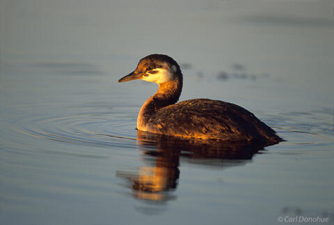 A Red Necked grebe and reflection swimming in Westchester Lagoon at last light, Anchorage, Alaska.