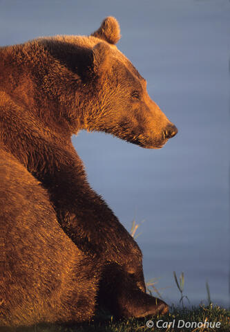 Brown bear in morning light Katmai National Park, Alaska.