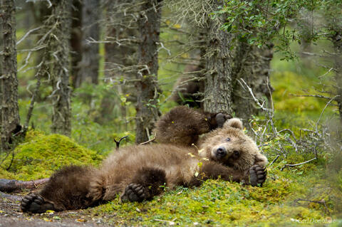 Brown bear cub against a tree in the spruce forest, Katmai National Park, Alaska.