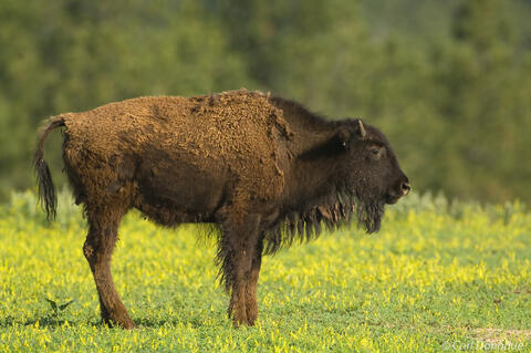 Bison calf on the prairies and grasslands of Custer State Park, Black Hills, South Dakota. (Bison bos)