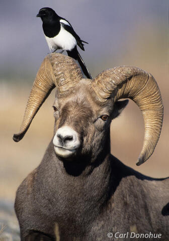 Bighorn Sheep ram photo, with magpie perched on horn, Jasper Nat