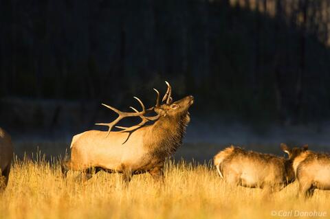 Bull elk posturing in rut Yellowstone National Park, Wyoming