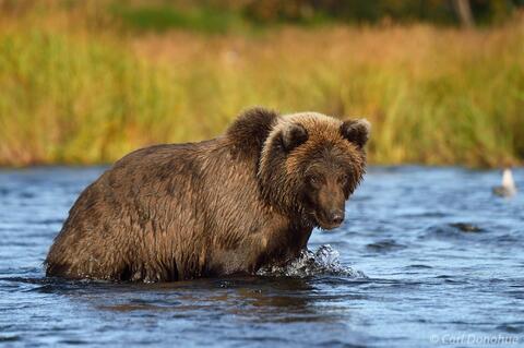 Grizzly bear cub walking in a river, Alaska