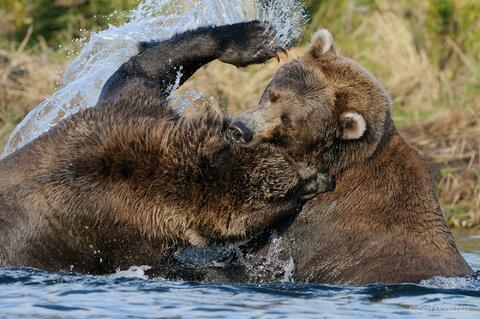 Grizzly bears or coastal brown bears playfight in Katmai National Park and Preserve, Alaska.