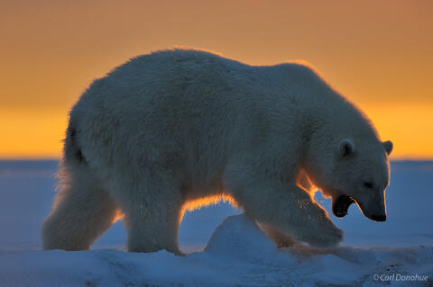 Polar Bear at sunrise, Arctic National Wildlife Refuge, Alaska.