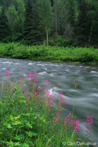 Fireweed Along Resurrection Creek, Chugach National Forest