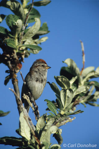 American Tree Sparrow, Wrangell-St. Elias National Park