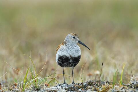 Dunlin, Coastal Plain, Arctic National Wildlife Refuge, Alaska.