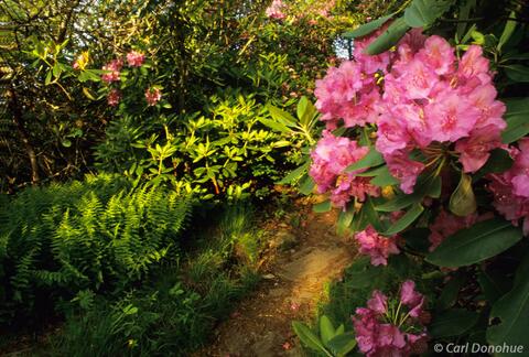 Rhododendron blooms on the Appalachia Trail, Georgia