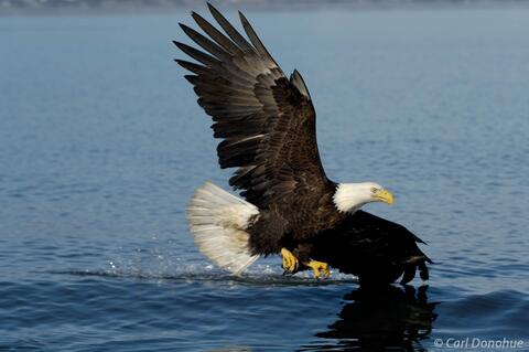 Photo of bald eagle fishing
