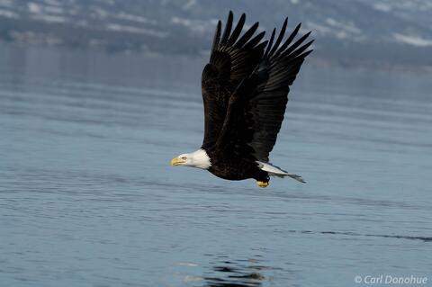 Bald eagle fishing in Alaska