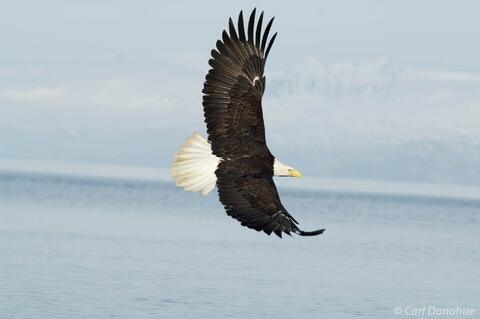 Photo of bald eagle fishing Kachemak Bay