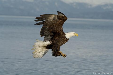 Bald eagle fishing near Homer