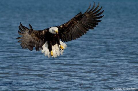 Bald eagle fishing, Kachemak Bay, Alaska