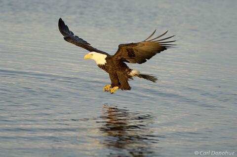 Bald eagle looking for fish