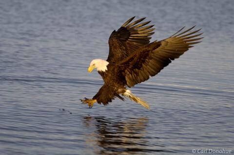 Photo of adult bald eagle fishing