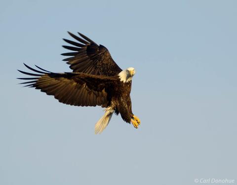 Mature bald eagle fishing