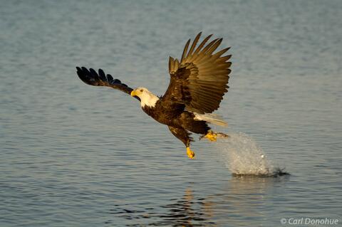 Photo of young bald eagle fishing