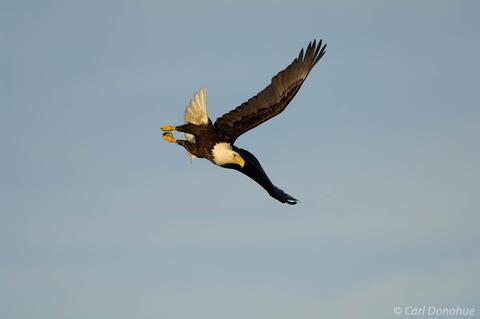Photo of adult bald eagle fishing Alaska
