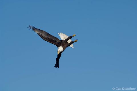 Photo of mature bald eagle diving for fish