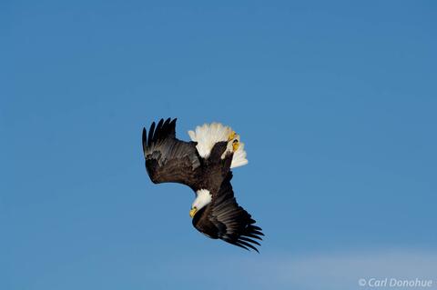 Mature bald eagle fishing outside Homer Alaska