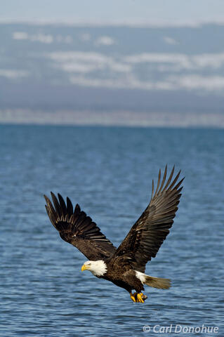 Photo of bald eagle with fish