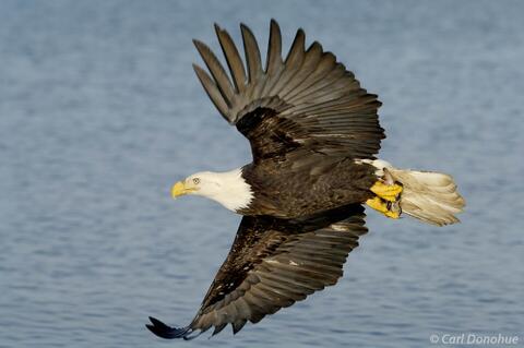 Adult bald eagle with fish in talons