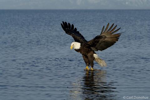 Photo of mature bald eagle grabbing  fish